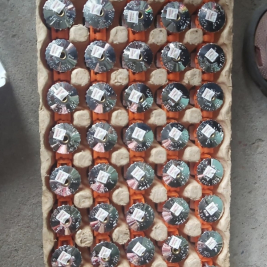 Đầu phun tyco K 2.8 K 5.6 K 8 K 11.2 K14 K16.8 K 25.2